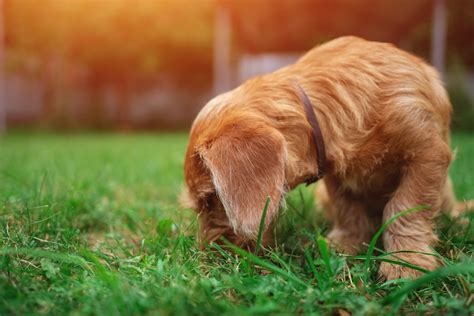 Coprophagie : pourquoi le chien mange